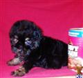 Maltipoo